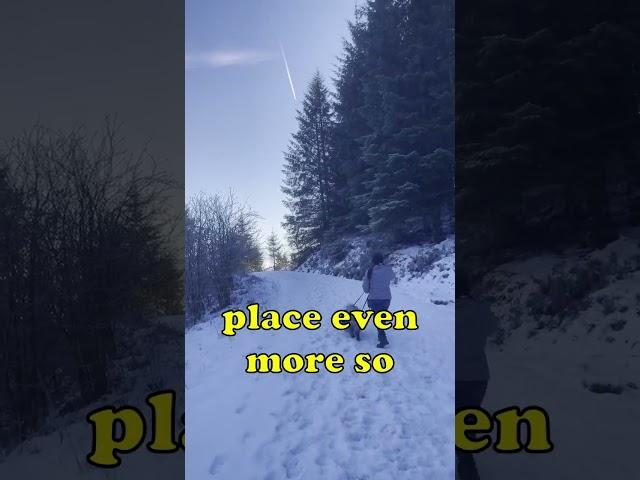 Dog Explores Winter Wonderland of Moel Famau in Wales