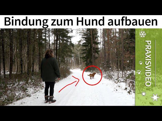 Bindung zum Hund aufbauen ️ Praxisvideo ️