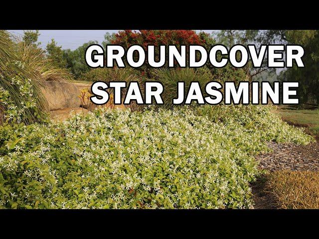 Flat Mat™ Trachelospermum is a lower growing Japanese Star Jasmine