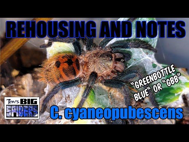 C.  cyaneopubescens "GBB" Rehouse and Tips