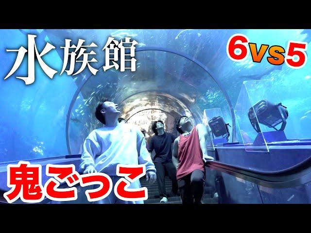 A rented-out aquarium is too huge to play tag amid all-out evasion!