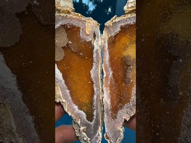 Which Ancient Coral Geodes your fave? 🪸 #rocks #crystals #geodes #geology #fossils
