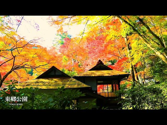 【公式】飯能市～紅葉めぐり～Autumn Leaves in Hanno city/30秒版