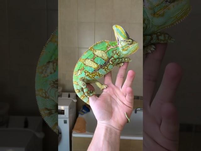 Хамелеон от рождения до взрослой особи #хамелеон #chameleon #reptiles #рептилии #домашниеживотные