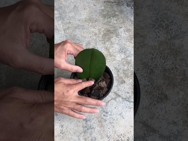 How to propagate phalaenopsis from leaves #shorts