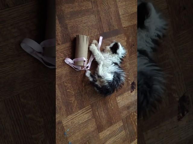 Watch Oreo grow up in 40 seconds.  #kittens #cats #catsofshorts