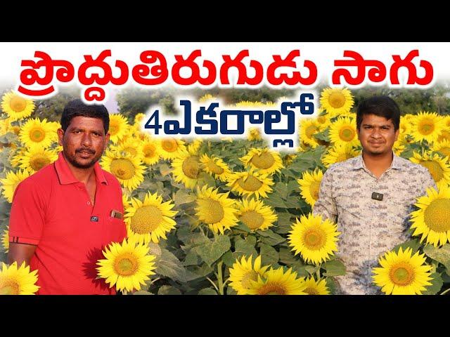 Sunflower Farming | 4ఎకరాల్లో ప్రొద్దుతిరుగుడు సాగు | Shiva Agri Clinic