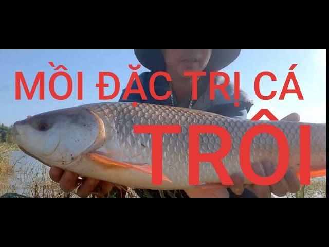 Mồi đặc trị cá trôi dễ làm, hiệu quả câu đài và câu lục