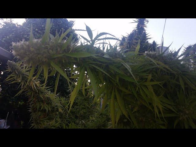 Rando's Back Yard Grow and Indoor too Dec 11 2020