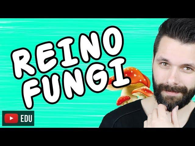 REINO FUNGI - FUNGOS - Aula Completa | Biologia com Samuel Cunha