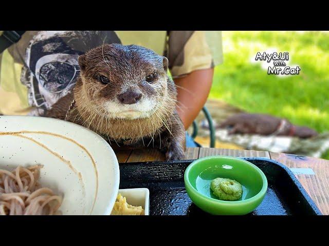 An Otter Makes a Crispy Face After Smelling Wasabi for the First Time [Otter Life Day 940]