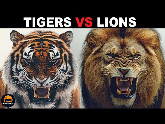 What Is The Difference Between Tigers and Lions?