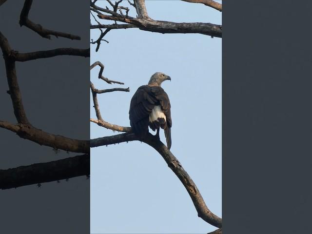 Sri Lanka Wetland Birds
