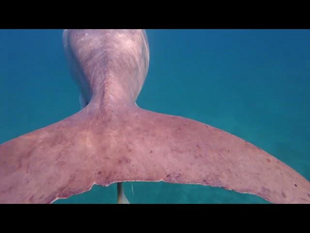 Dugong - Iberotel Costa Mares