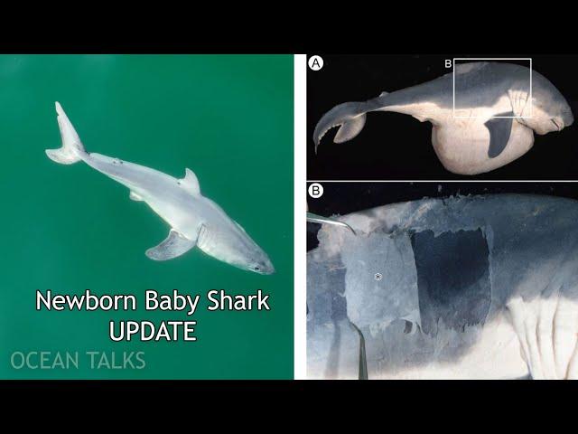 Newborn Great White Shark? Relevant Update to the Research