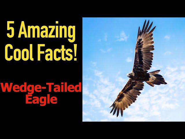 5 Fascinating Facts About Wedge-Tailed Eagles