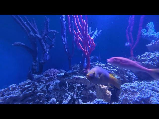 Fish in Aquarium