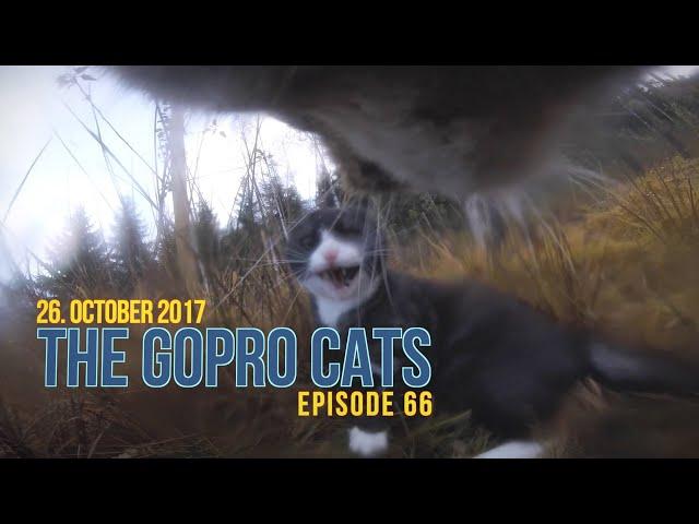 Cat with GoPro : big fight and mouse catch : Ep 66