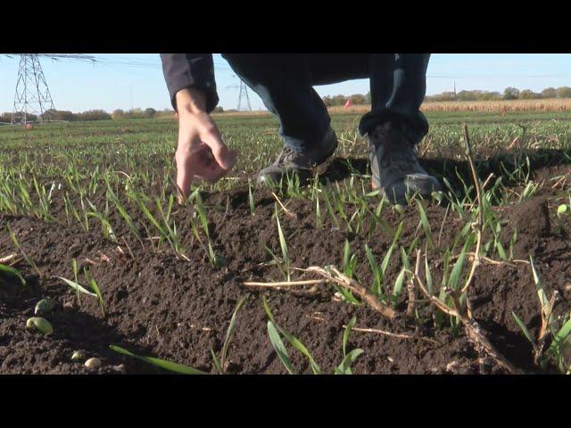 U of M researchers exploring viability of cold weather wheat in Minnesota