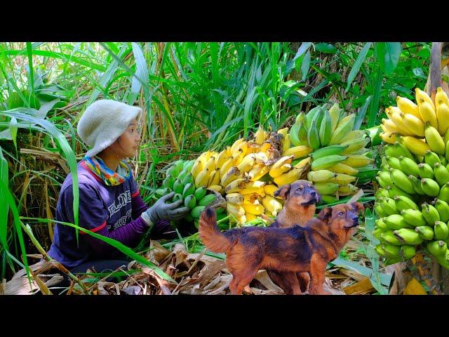 Full Video: Harvesting Bananas Goes to Market Sell - Daily Life, Harvest, Cooking | Tieu Lien