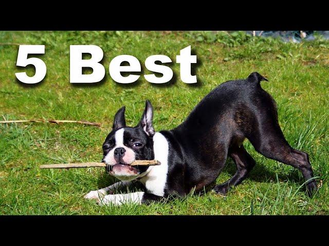 5 Best Dry Dog Foods For Boston Terriers Puppies!