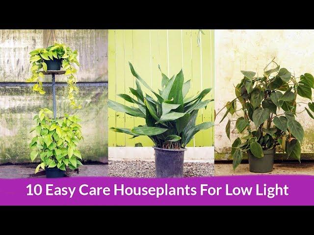 10 Easy Care Houseplants For Low Light / Joy Us Garden