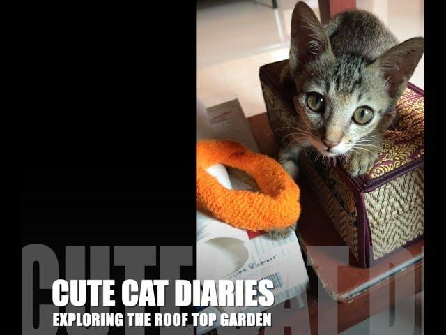 CUTE CAT DIARIES