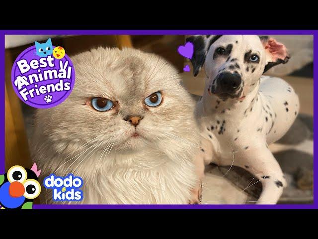 Grumpy Faced Cat Tries To Love His Dalmatian Little Brother | Best Animal Friends | Dodo Kids