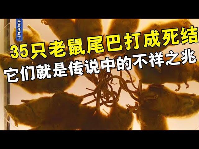 35只老鼠尾巴打成死结，传说当中的不祥之兆？为何蛇不会打结？【科普任意门】