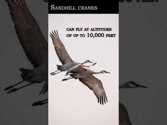 Wildlife Documentary = Taking Flight: The High-Altitude Abilities of Sandhill Cranes"