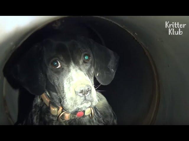 Abandoned Dog Gets Lost Inside A Drain (Part 1) | Kritter Klub