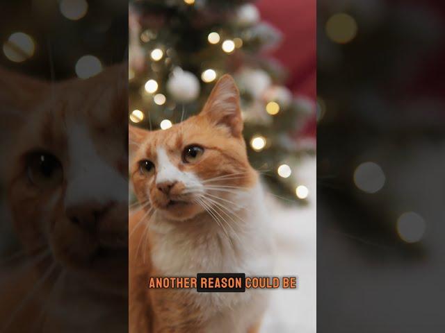 Cat Zoomies Explained!  Why Your Cat Runs Wild! #catbehavior #catcuriosity #catfacts  #petcare