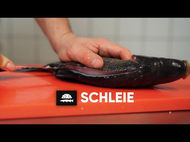 Schleie | Filetieren und Schröpfen XXL | Fisch und Grips