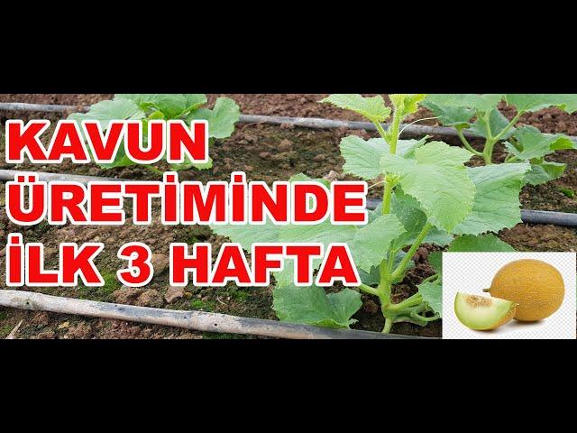 KAVUN ÜRETİMİNDE İLK 3 HAFTA YAPILMASI GEREKENLER