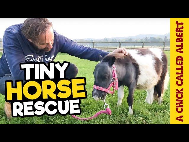 The Smallest horse you have ever seen