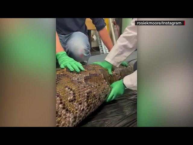 GRAPHIC: Scientists find 5-foot alligator inside dead python