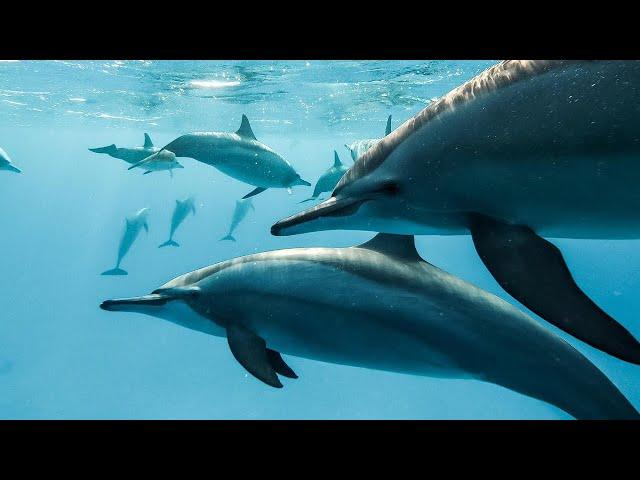 Swimming with 50+ Dolphins | Red Sea Dive Safari