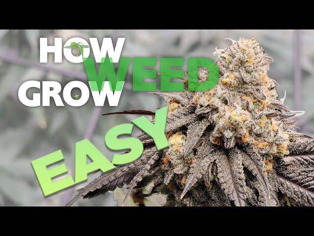 HOW TO GROW WEED: EASY COMPLETE GUIDE for Beginners - Indoor Cannabis - 2023 UPDATED