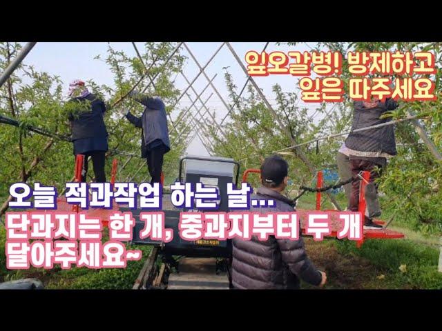 오늘 춘향골하늘농장 은~인력을도움받아 전체적으로 적과작업을 하면서 잎오갈병 까지 제거 합니다