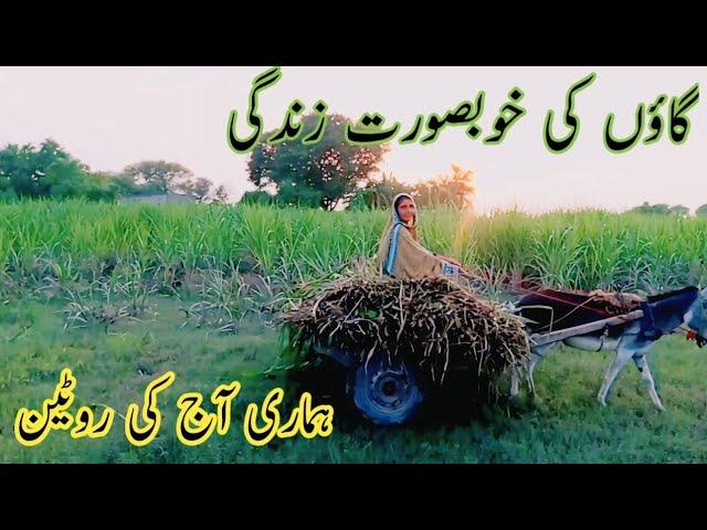 Village Routine Workout | Beautiful Village Life In Pakistan | Village Life.