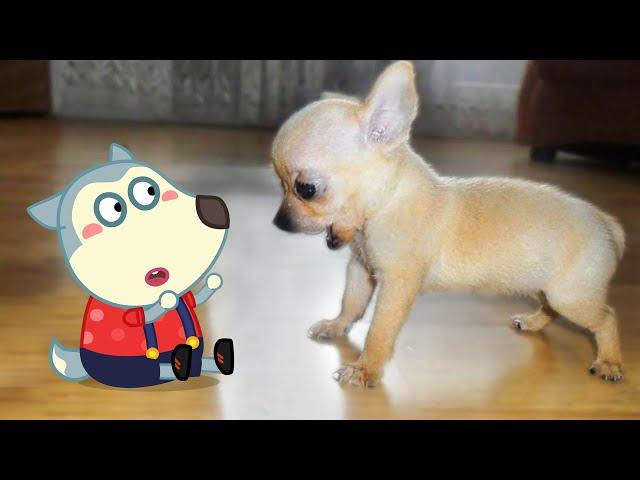 Little Cute Puppy vs Tiny Wolfoo  Wolfoo in Real Life ! Funniest Cats And Dogs Videos