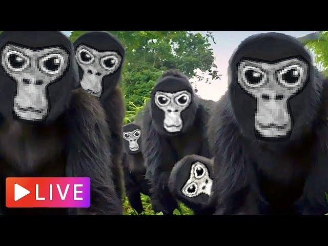 New Gorilla Tag Live Stream | Come Join !!