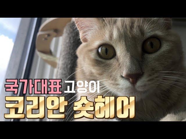 [ENG SUB] 왕과 겸상하는 고양이 코리안 숏헤어