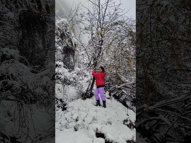 ️️ #snowfall #northsikkim #lachung #lachungnorthsikkim #shortvideo #travel #love