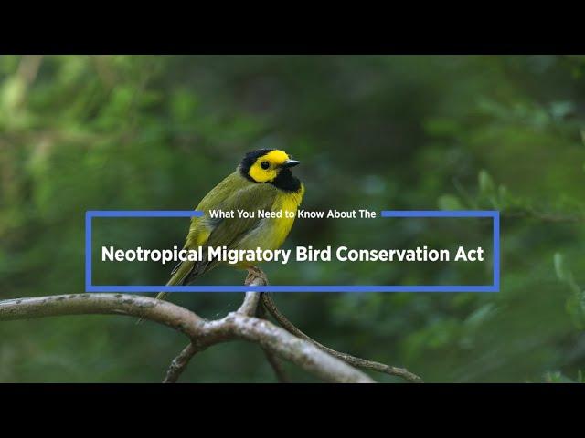 Neotropical Migratory Bird Conservation Act: What You Need To Know