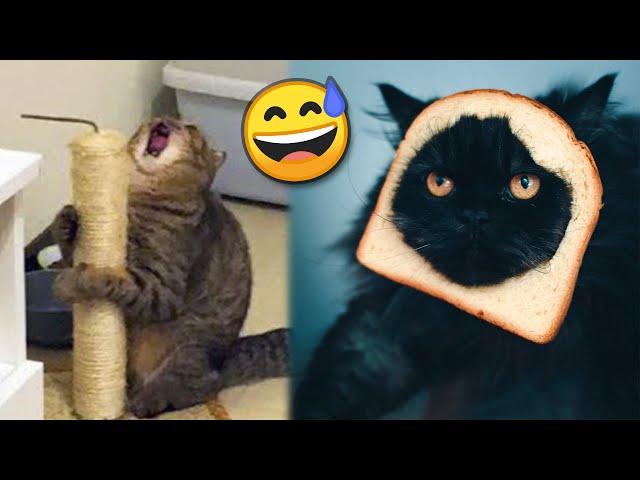 The Funniest Pets Videos Ever №10  | That's Incredibly Fun | JoysPets