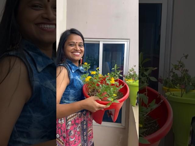 Planter for balcony from @AmazonInOfficial #amazonfinds #founditonamazon #gardeningtips