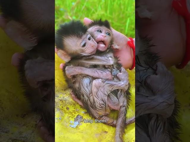 #babymonkey #cuteanima #anima #animals #monkey #cute #facts #zoo #kids #animals #love