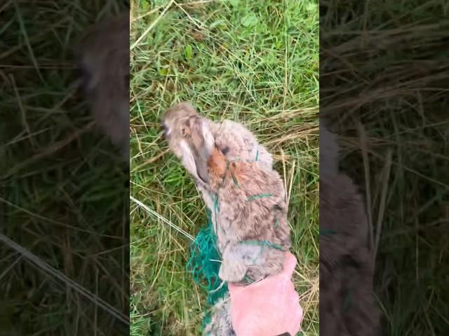 Ferreting Rabbit in Purse Net