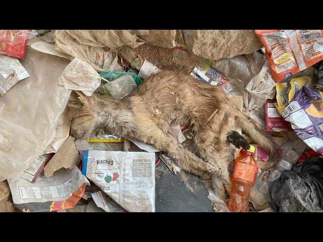 Poor Cat Left To Decompose While She Is Alive | Rescue Before And After